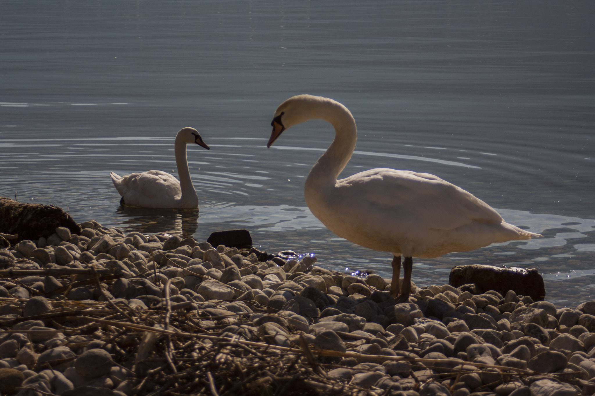 Canon EF 28-80mm f/3.5-5.6 sample photo