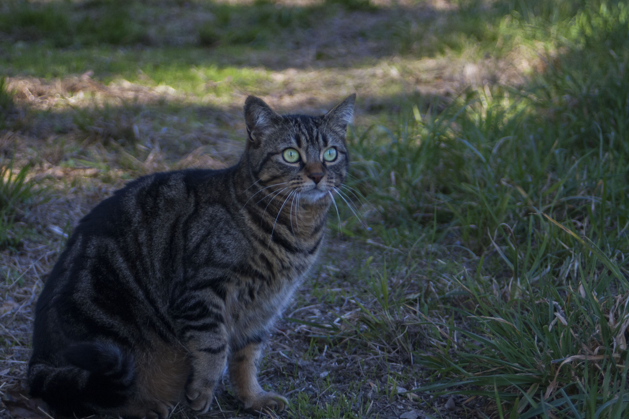 Canon EF 28-80mm f/3.5-5.6 sample photo