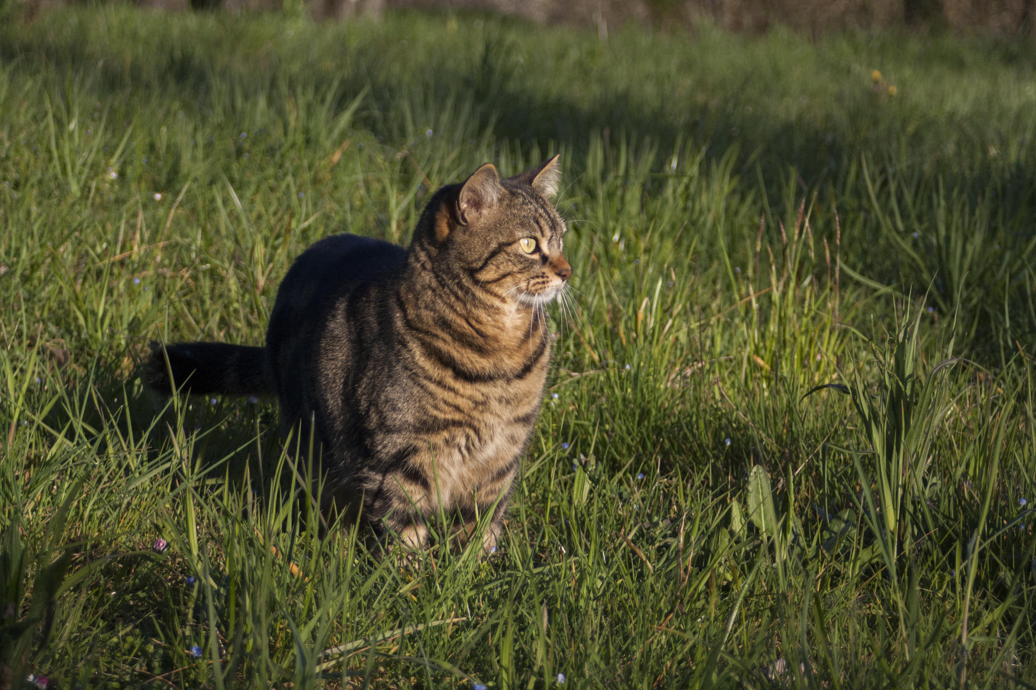 Canon EF 28-80mm f/3.5-5.6 sample photo