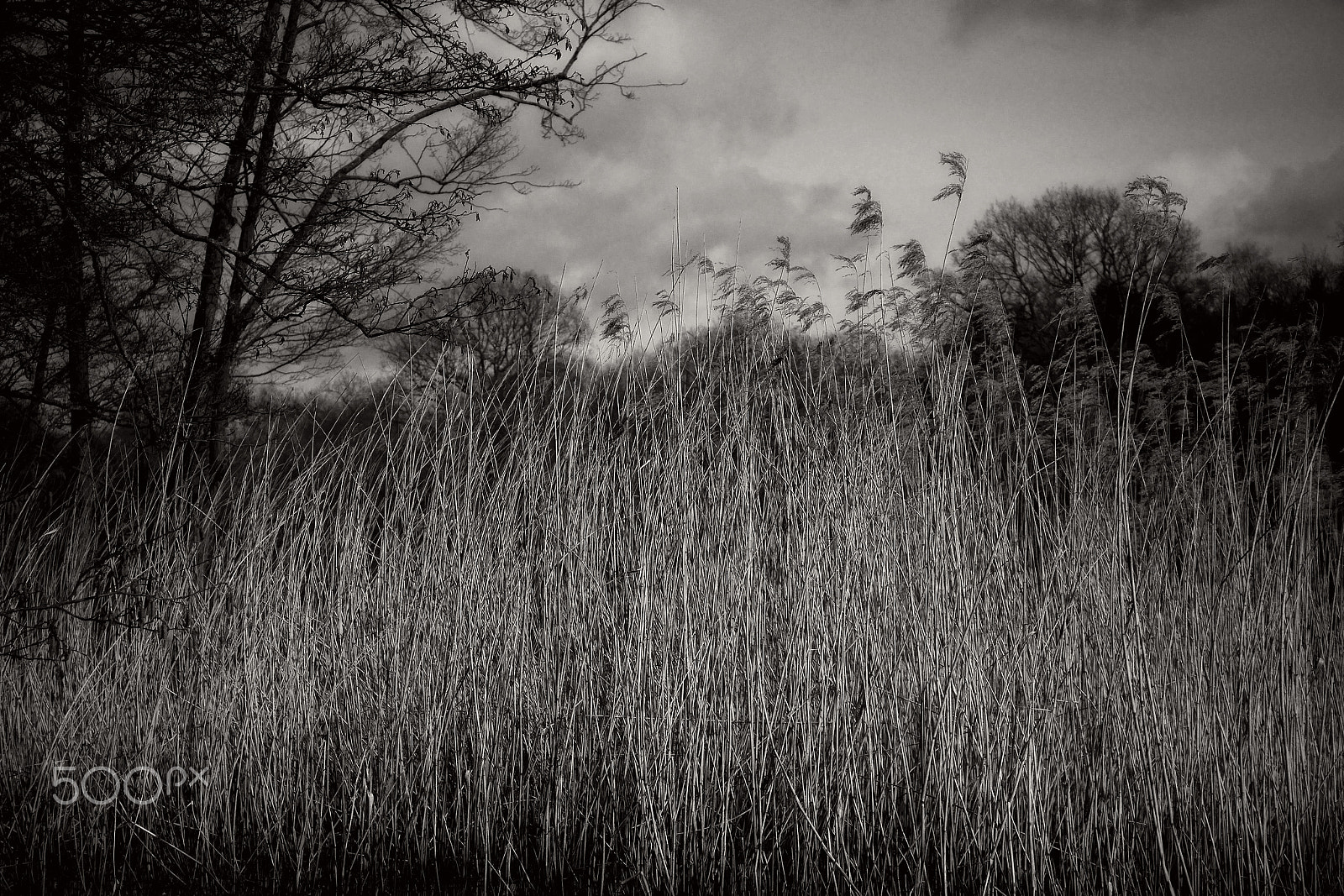 LUMIX G VARIO 35-100/F4.0-5.6 sample photo. The forest in black and white 2 photography