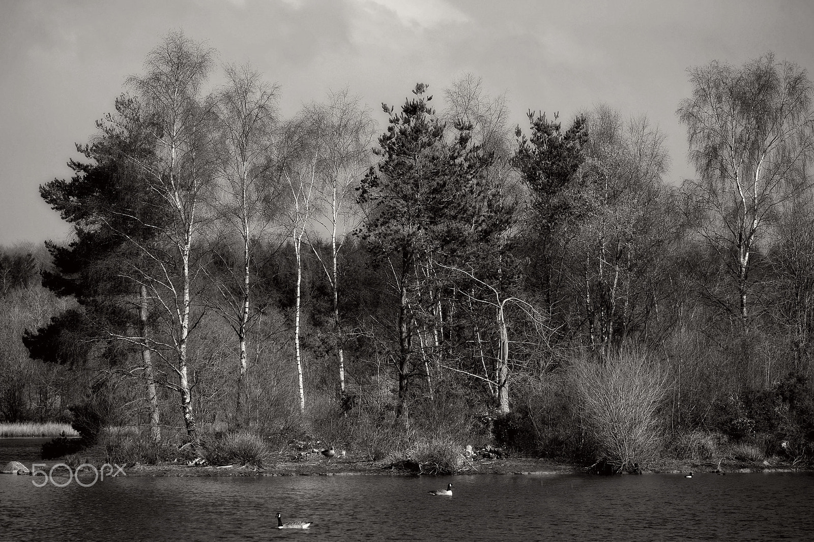 LUMIX G VARIO 35-100/F4.0-5.6 sample photo. The forest in black and white 3 photography