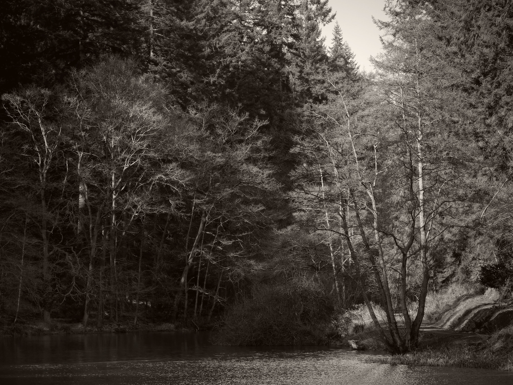 LUMIX G VARIO 35-100/F4.0-5.6 sample photo. The forest in black and white 4 photography