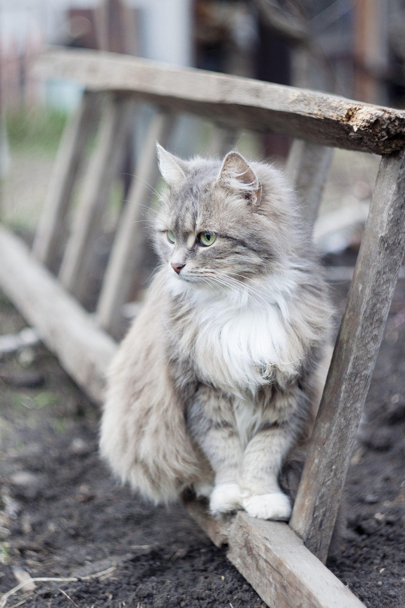 Canon EF 35-80mm f/4-5.6 sample photo. Cat lea photography