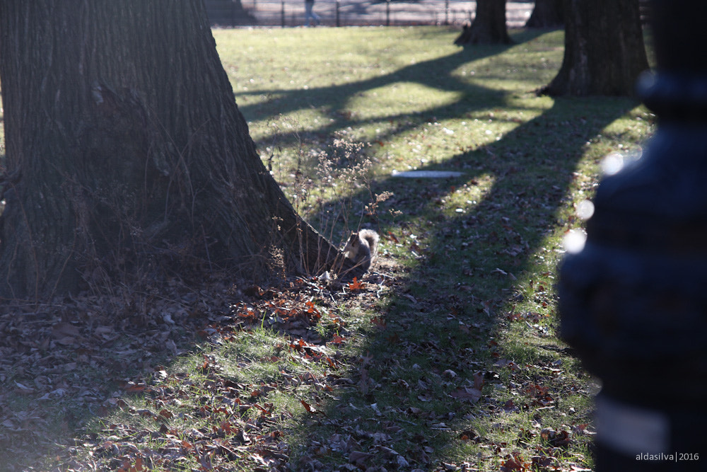 Sigma 17-70mm F2.8-4 DC Macro OS HSM sample photo. Nyc | squirrels in central park photography