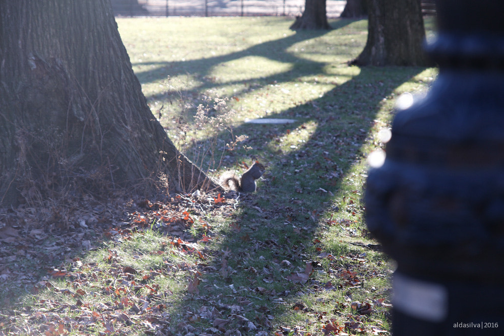 Sigma 17-70mm F2.8-4 DC Macro OS HSM sample photo. Nyc | squirrels in central park photography