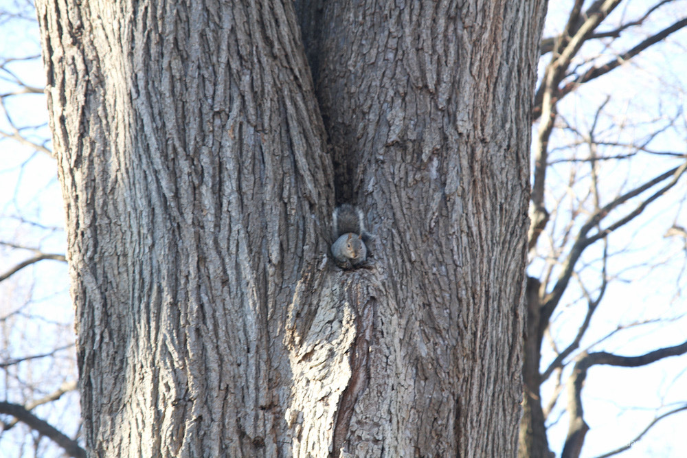 Sigma 17-70mm F2.8-4 DC Macro OS HSM sample photo. Nyc | squirrels in central park photography