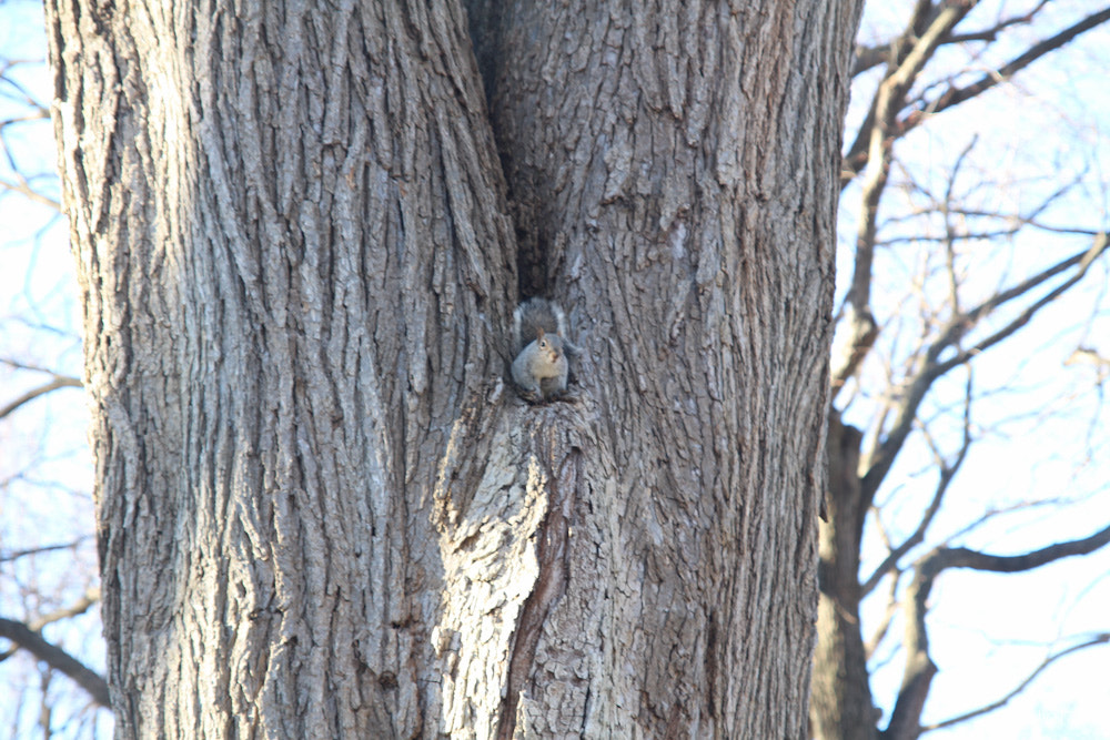 Sigma 17-70mm F2.8-4 DC Macro OS HSM sample photo. Nyc | squirrels in central park photography
