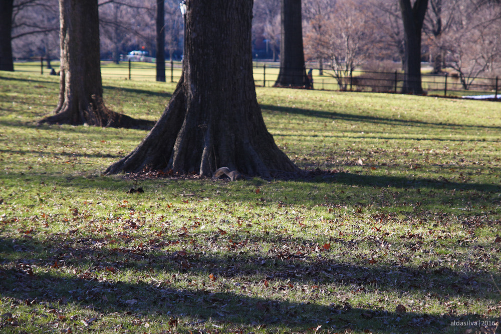 Sigma 17-70mm F2.8-4 DC Macro OS HSM sample photo. Nyc | squirrels in central park photography