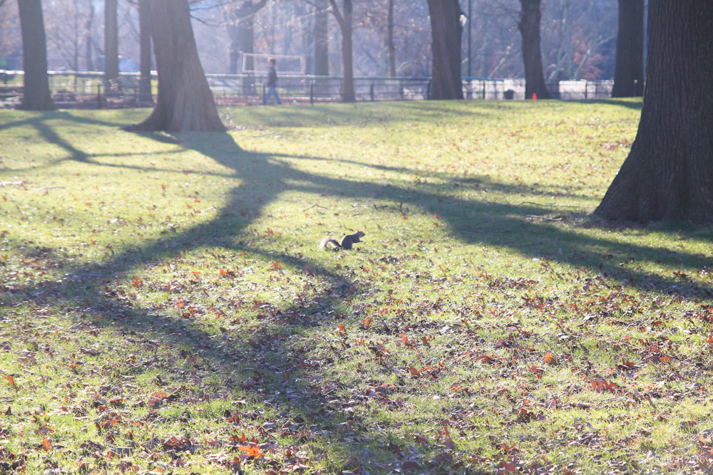 Sigma 17-70mm F2.8-4 DC Macro OS HSM sample photo. Nyc | squirrels in central park photography