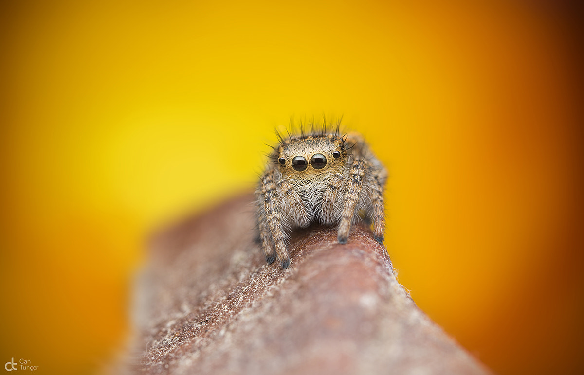 Canon MP-E 65mm F2.5 1-5x Macro Photo sample photo. Orange photography