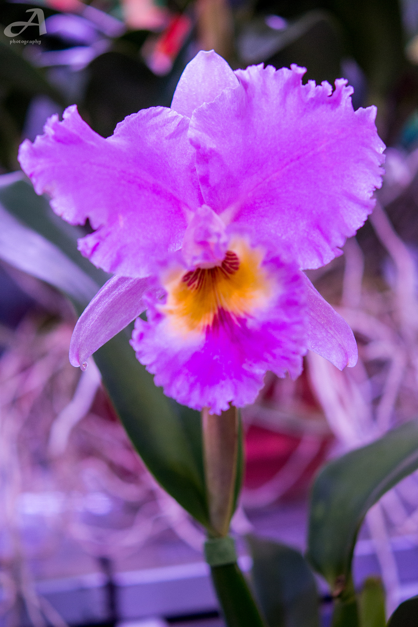 Nikon AF-S Micro-Nikkor 60mm F2.8G ED sample photo. Happy easter. photography