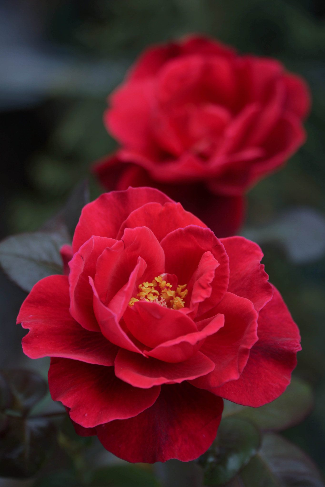Sony Alpha NEX-7 + Sony E PZ 18-105mm F4 G OSS sample photo. A couple of red roses photography