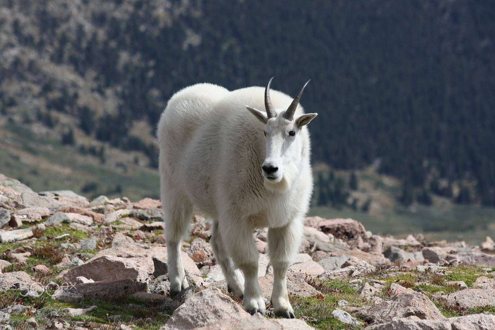 Canon EOS 450D (EOS Rebel XSi / EOS Kiss X2) sample photo. Mount evans mountain goat photography