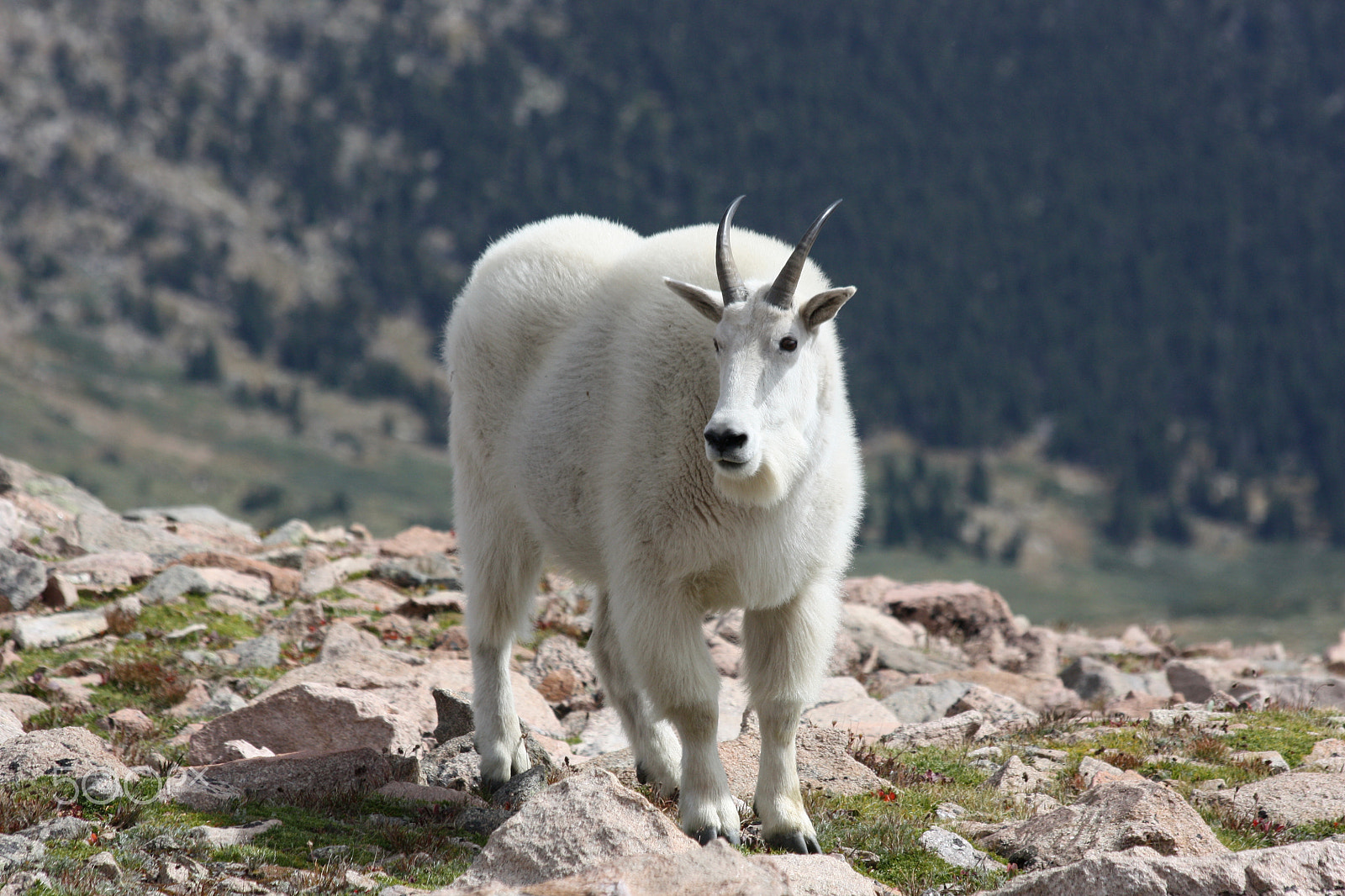 Canon EOS 450D (EOS Rebel XSi / EOS Kiss X2) sample photo. Mount evans mountain goat photography