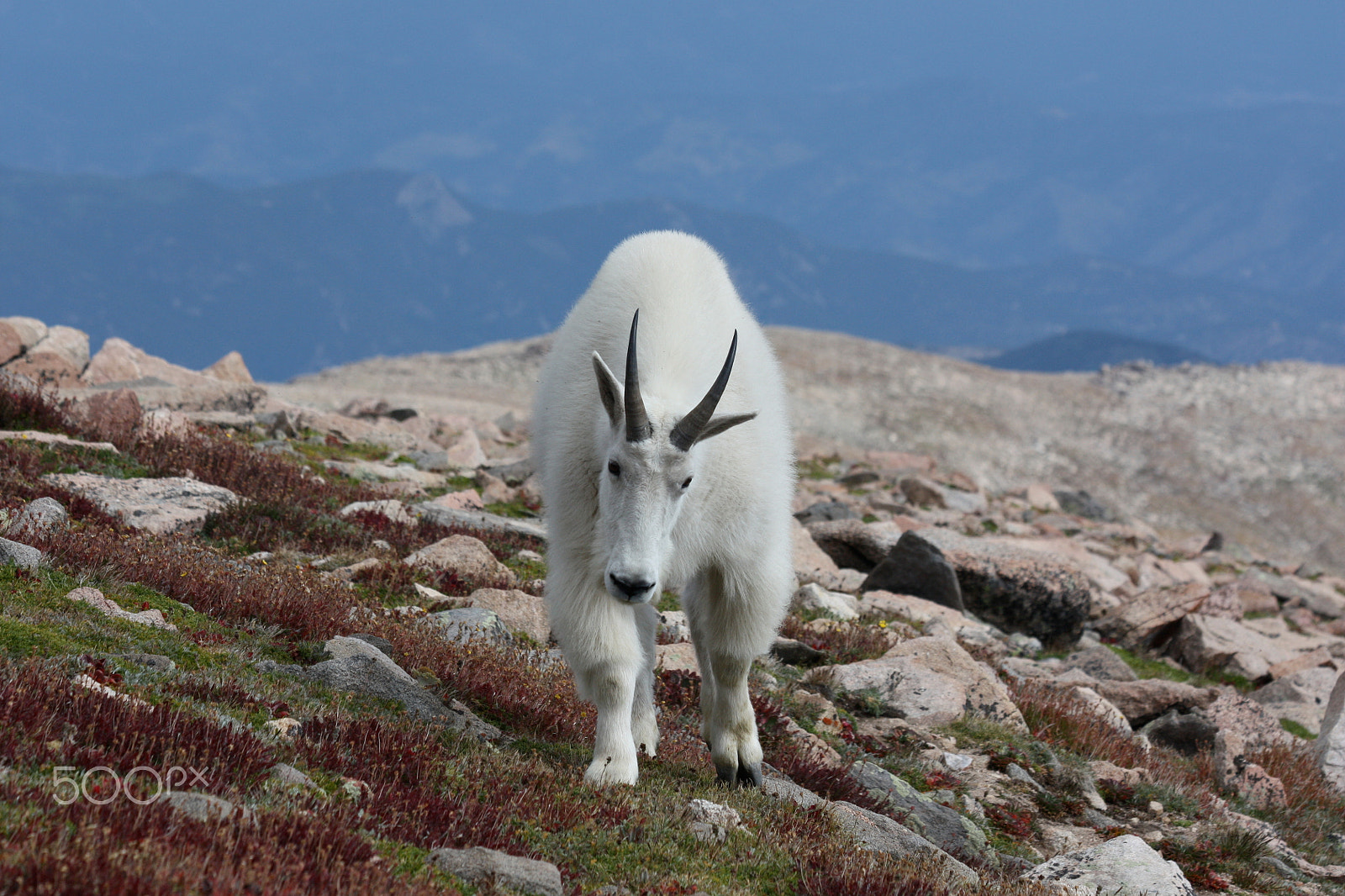 Canon EOS 450D (EOS Rebel XSi / EOS Kiss X2) sample photo. Mount evans mountain goat photography
