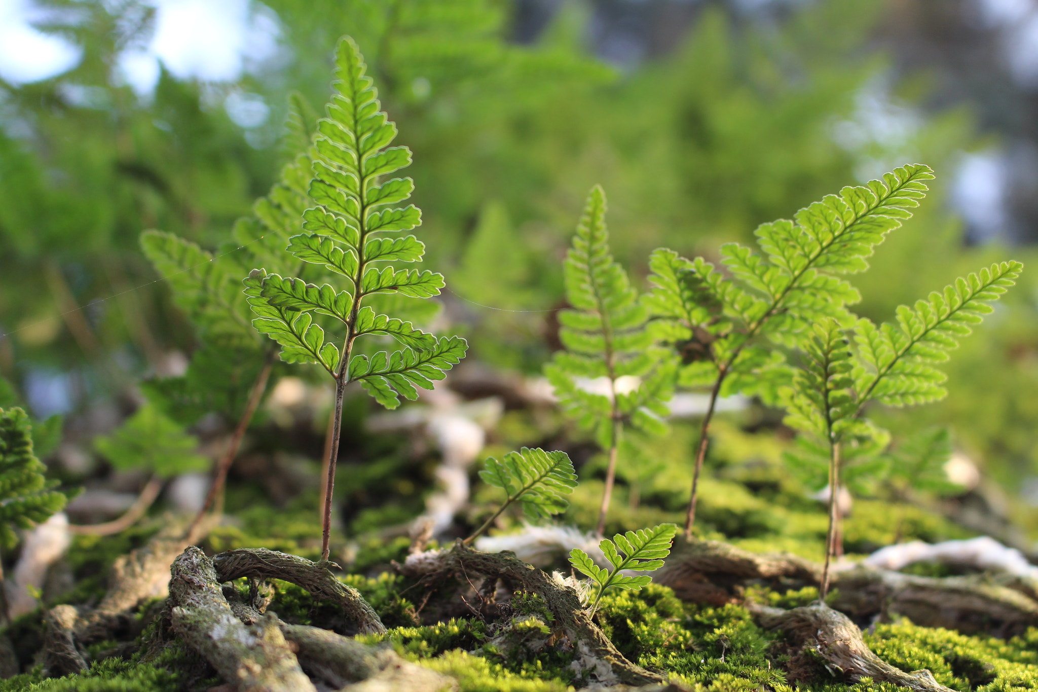 Canon EF 22-55mm f/4-5.6 USM sample photo. 木麻黄树干上长着的蕨类植物，汲取着外界的养分努力生长着，为这个春天以及这棵大树增添一道风景线 photography