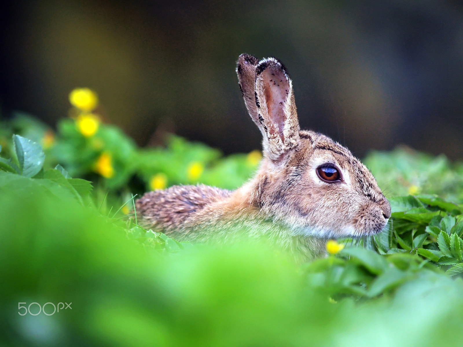 Olympus E-30 sample photo. The easter bunny? photography