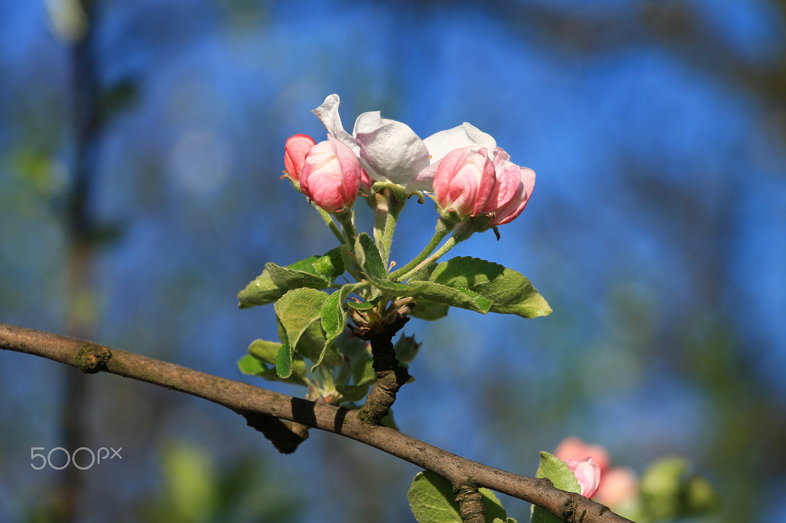 Canon EF-S 18-135mm F3.5-5.6 IS STM sample photo. Spring blossom photography