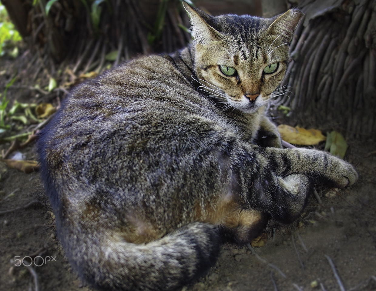 Olympus PEN E-P3 + Panasonic Lumix G 20mm F1.7 ASPH sample photo. Meow~! photography