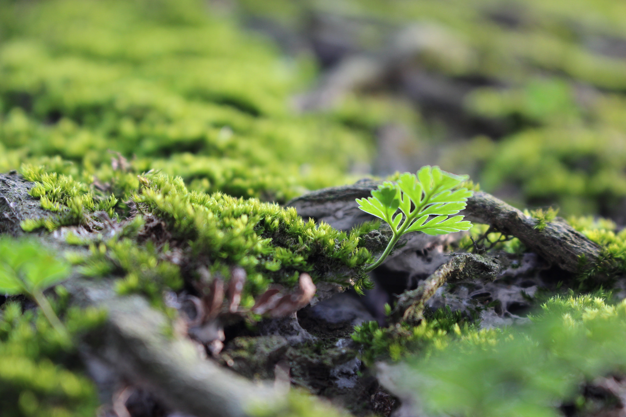 Canon EF 22-55mm f/4-5.6 USM sample photo. 老树上的藓与蕨 photography