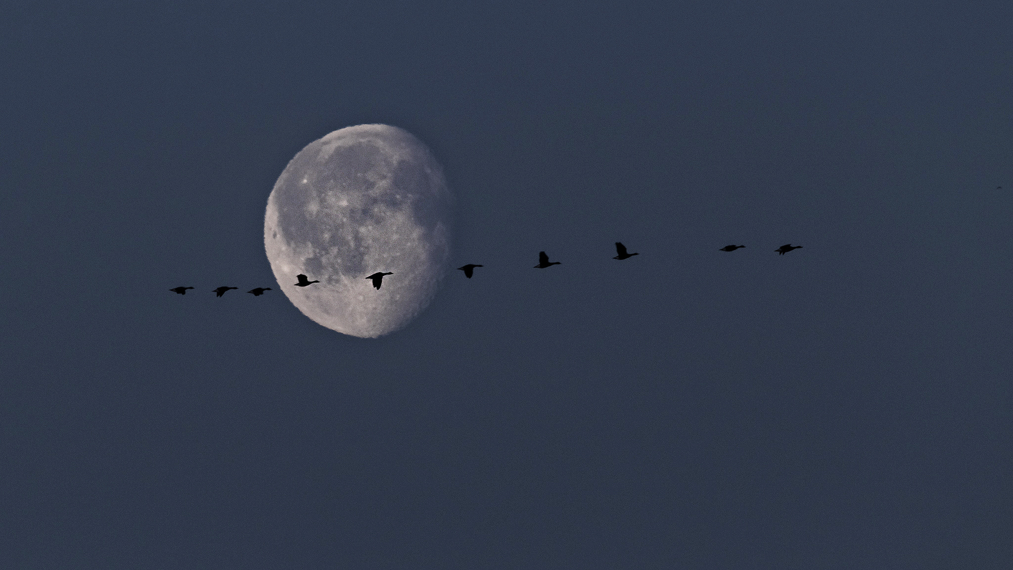 Sigma 150-500mm F5-6.3 DG OS HSM sample photo. . photography