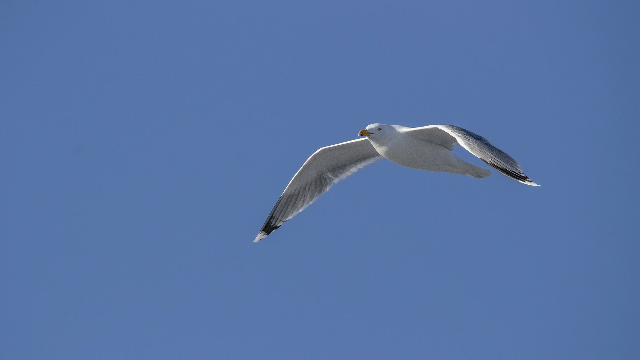 Sigma 150-500mm F5-6.3 DG OS HSM sample photo. . photography