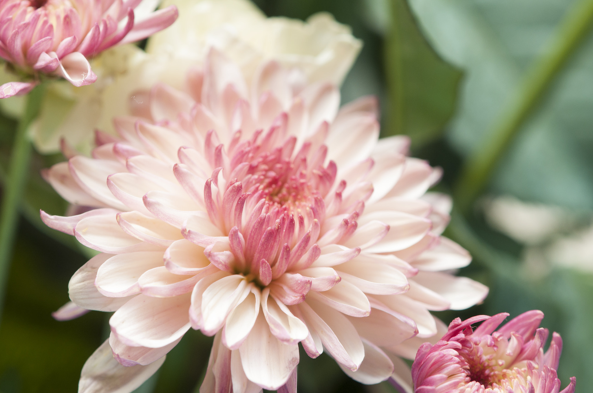 Nikon AF-S DX Micro-Nikkor 85mm F3.5G ED VR sample photo. Beautiful flower photography