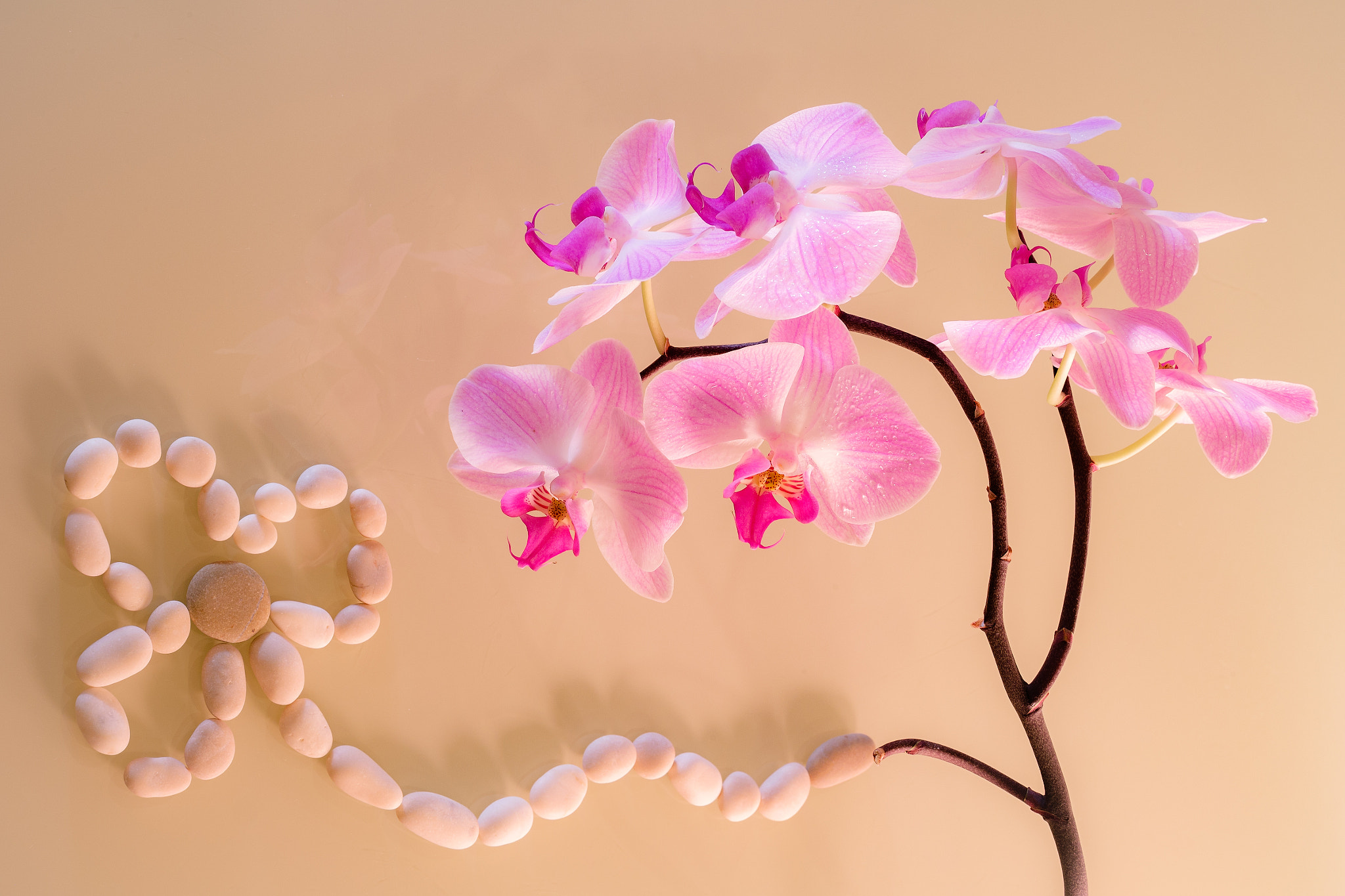 Fujifilm X-A1 + Fujifilm XF 35mm F1.4 R sample photo. Home orchid photography