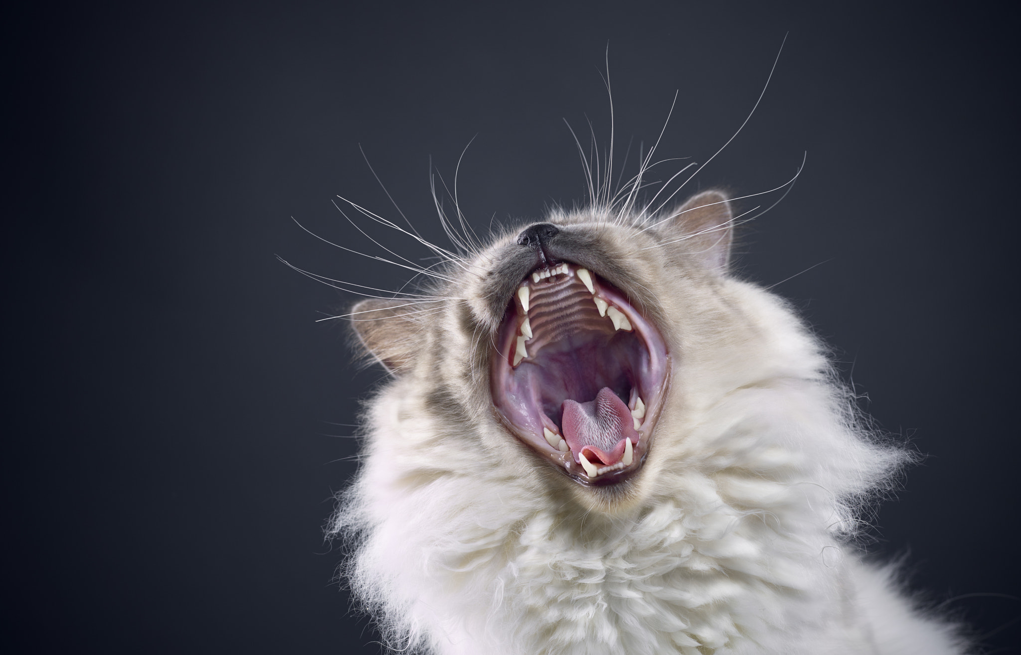 Schneider LS 80mm f/2.8 sample photo. Cat shoot photography