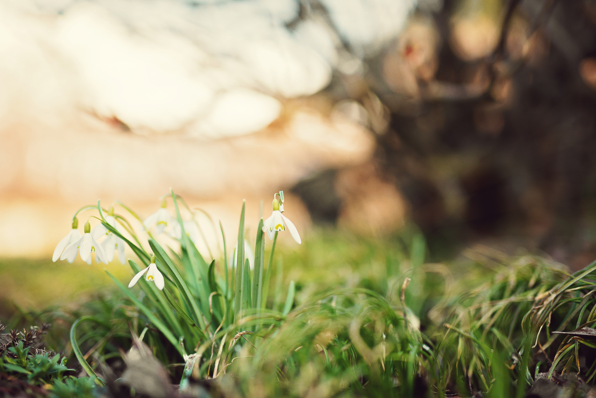 Nikon D600 + Sigma 50mm F1.4 DG HSM Art sample photo. Snowdrops flowers photography