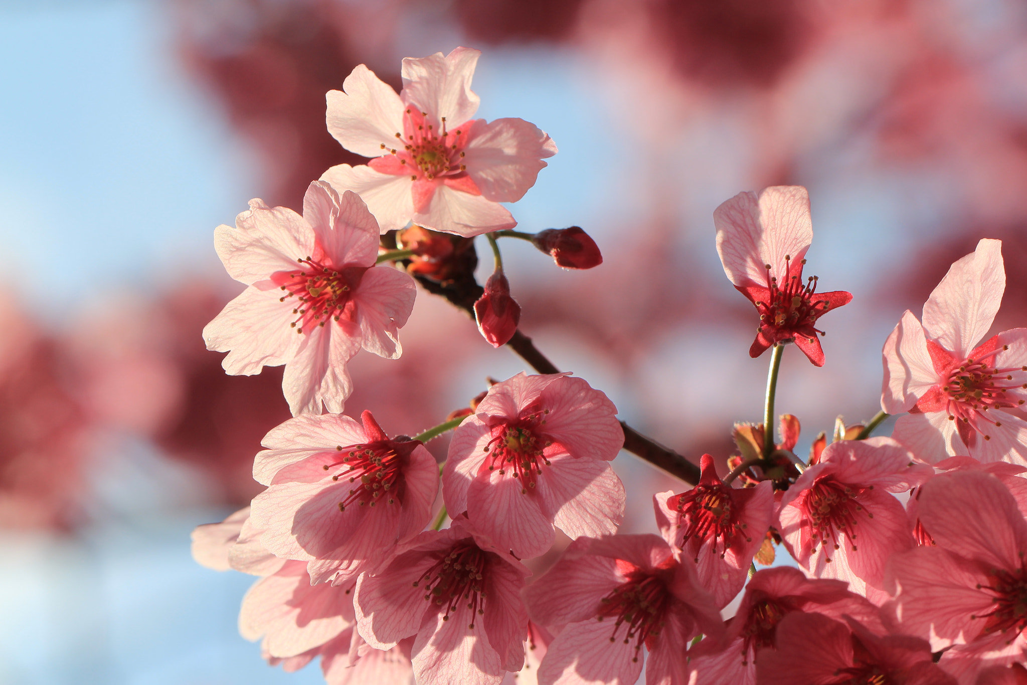 Canon EOS 550D (EOS Rebel T2i / EOS Kiss X4) sample photo. Cherry blossoms are here ! photography