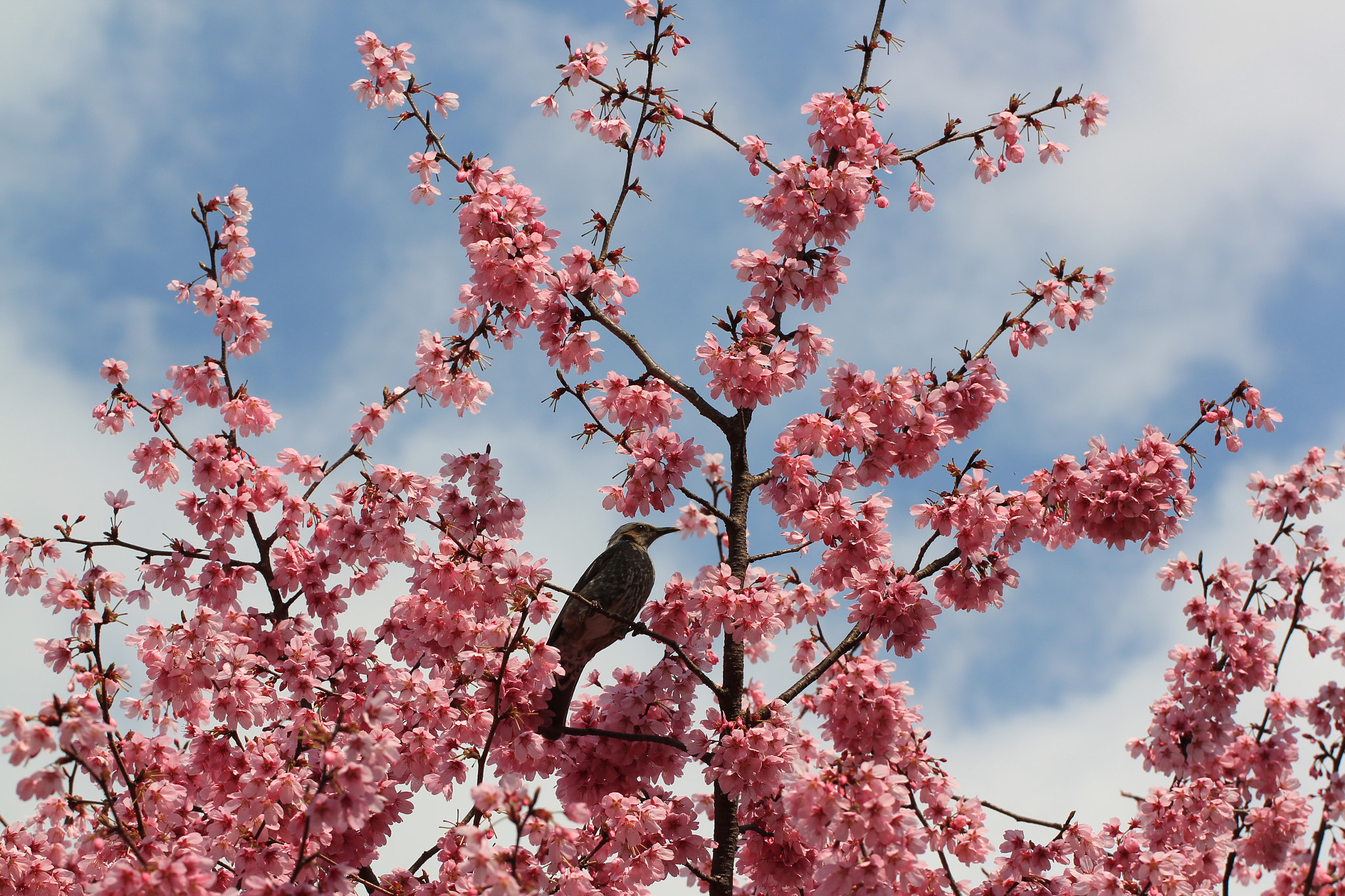 Canon EOS 550D (EOS Rebel T2i / EOS Kiss X4) sample photo. A bird on sakura photography