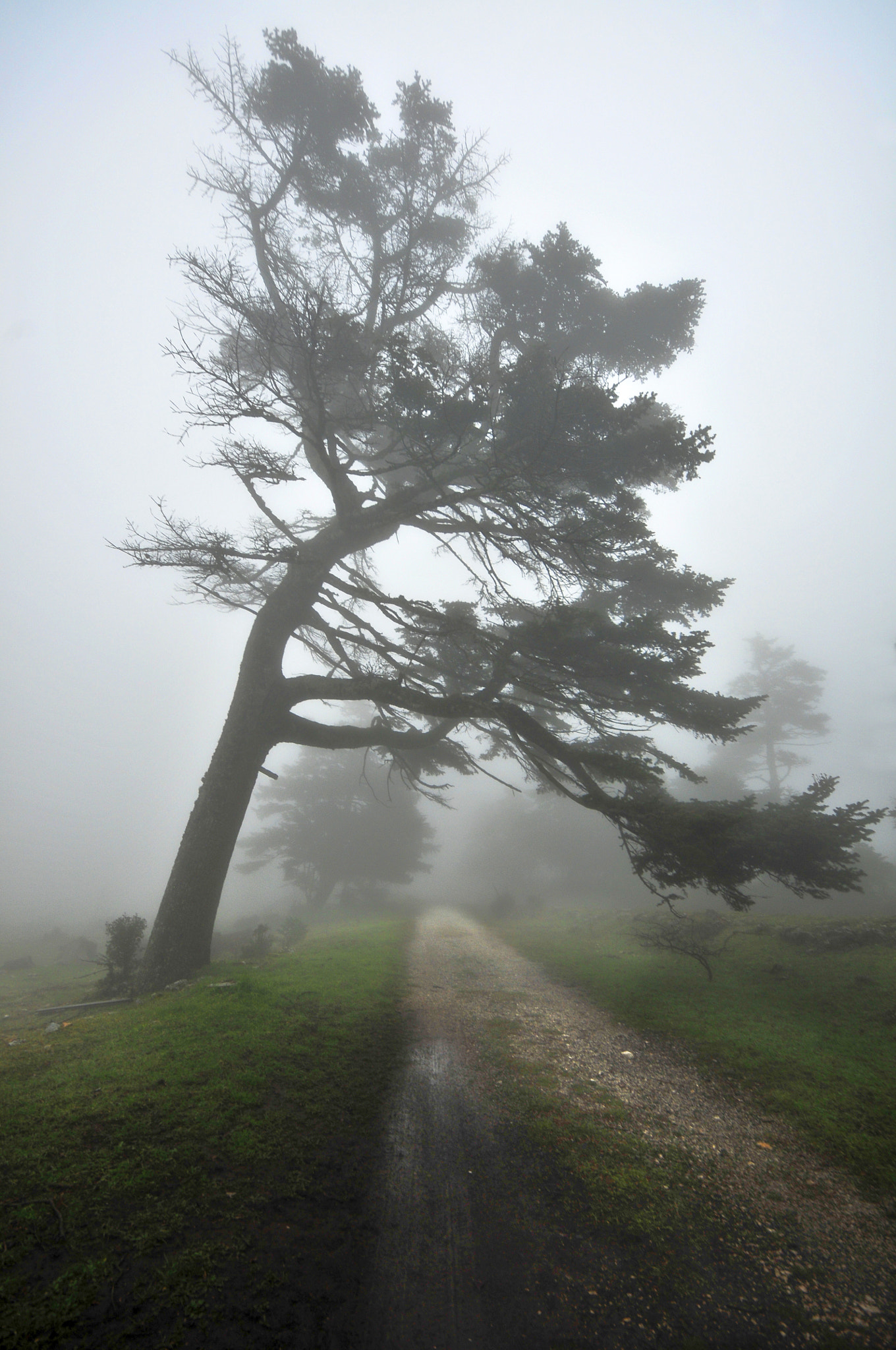 Sigma 8-16mm F4.5-5.6 DC HSM sample photo. Foggy path photography