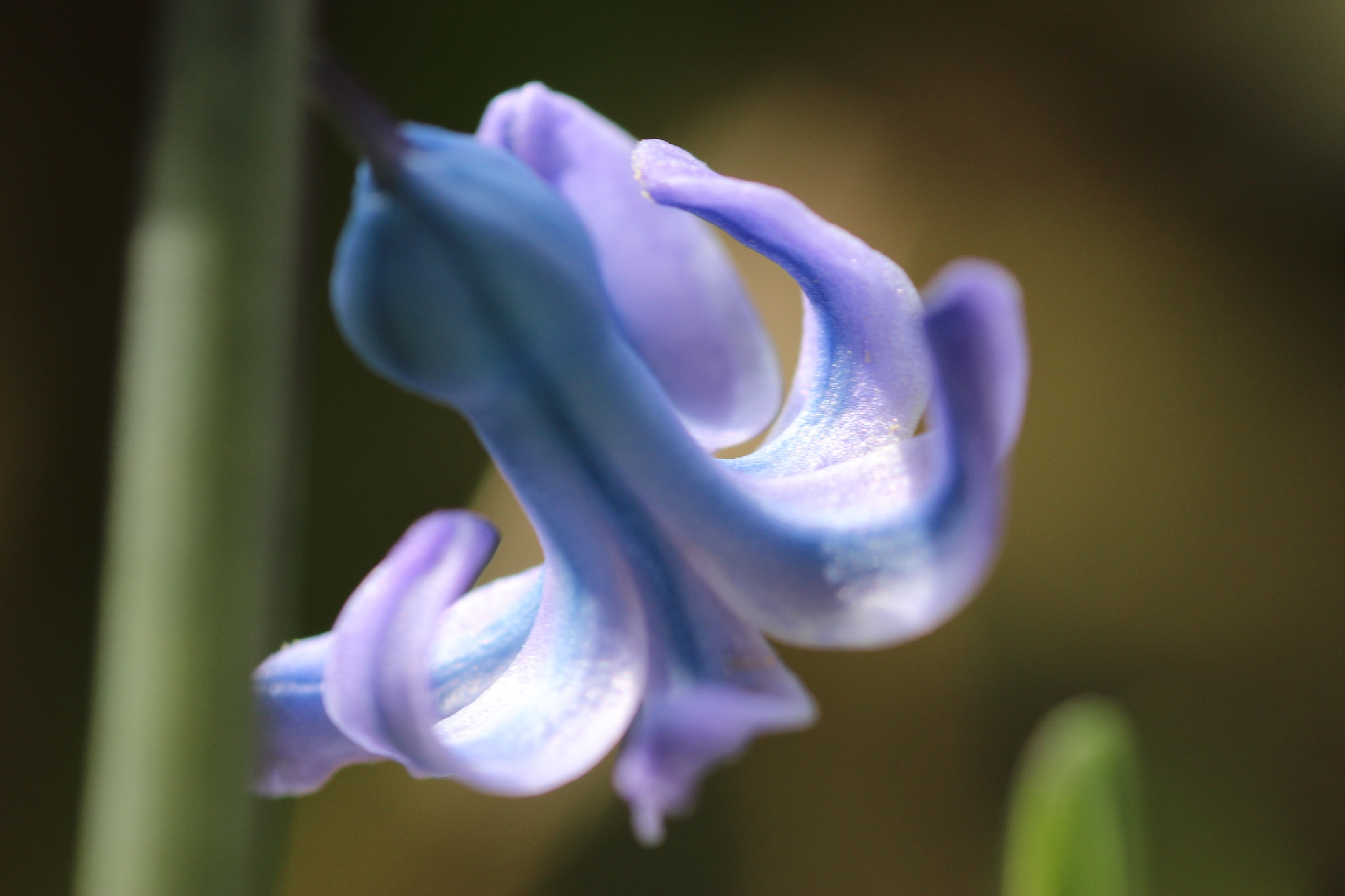 Canon EOS 600D (Rebel EOS T3i / EOS Kiss X5) + Sigma 105mm F2.8 EX DG Macro sample photo. Spring photography