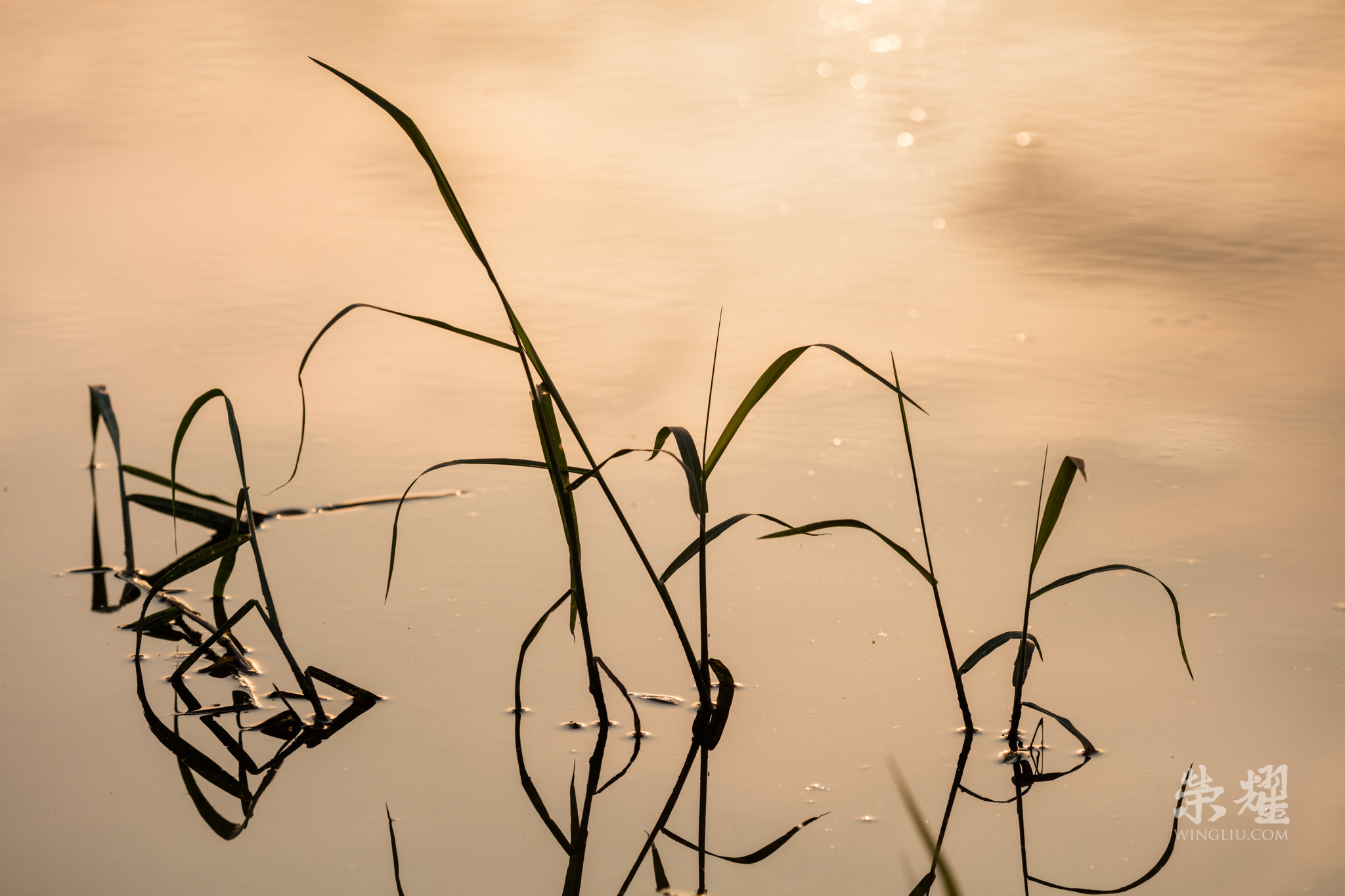 Canon EF 100-400mm F4.5-5.6L IS II USM sample photo. Pond reflection photography