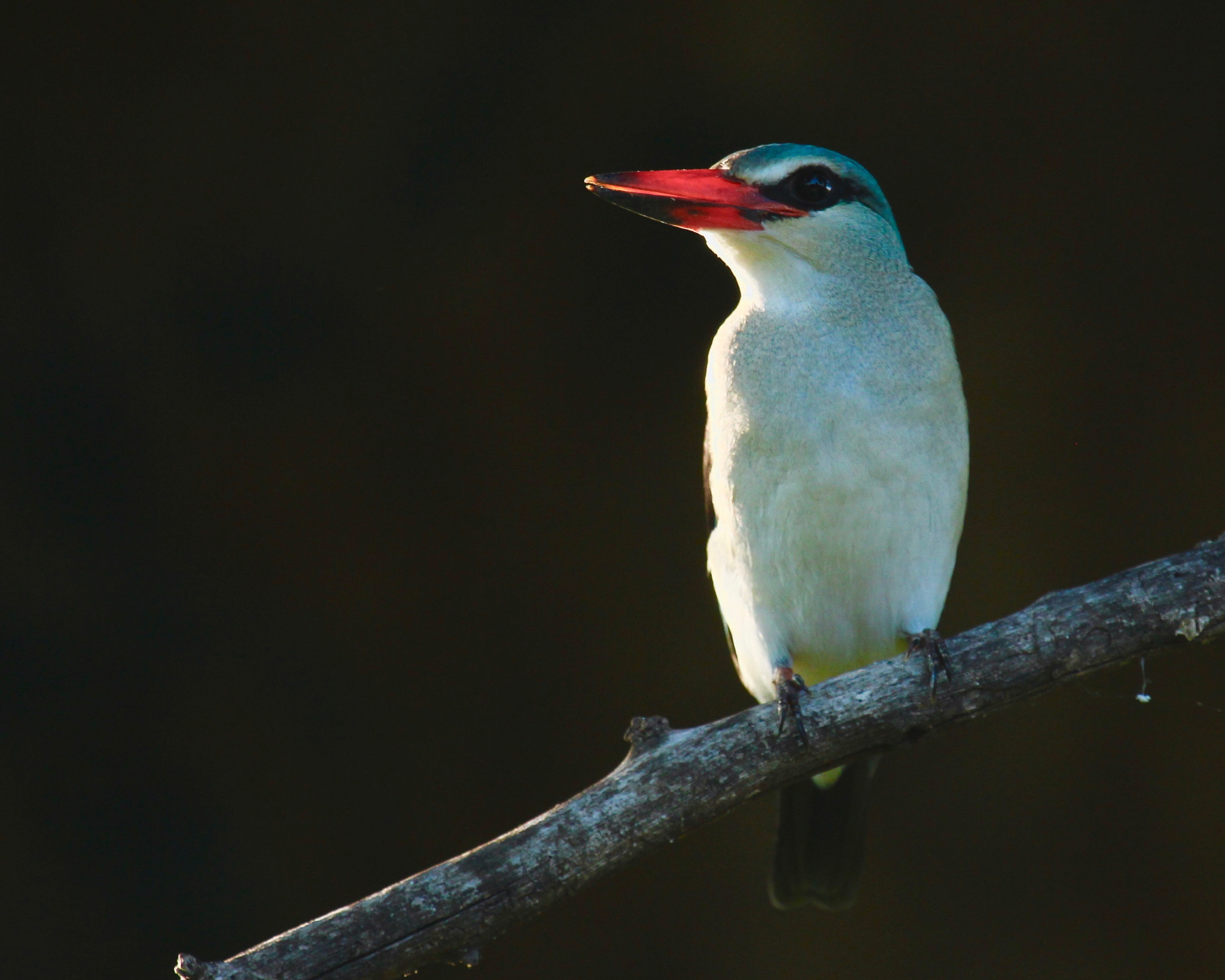 Canon EF 100-400mm F4.5-5.6L IS USM sample photo. Woodland kingfisher photography
