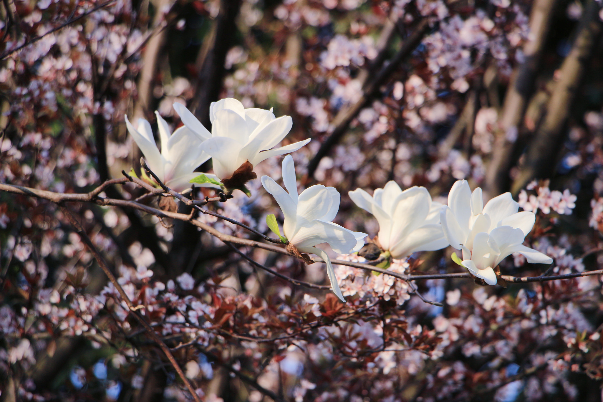 Canon EF 70-200mm F2.8L IS USM sample photo. 那些花儿 photography