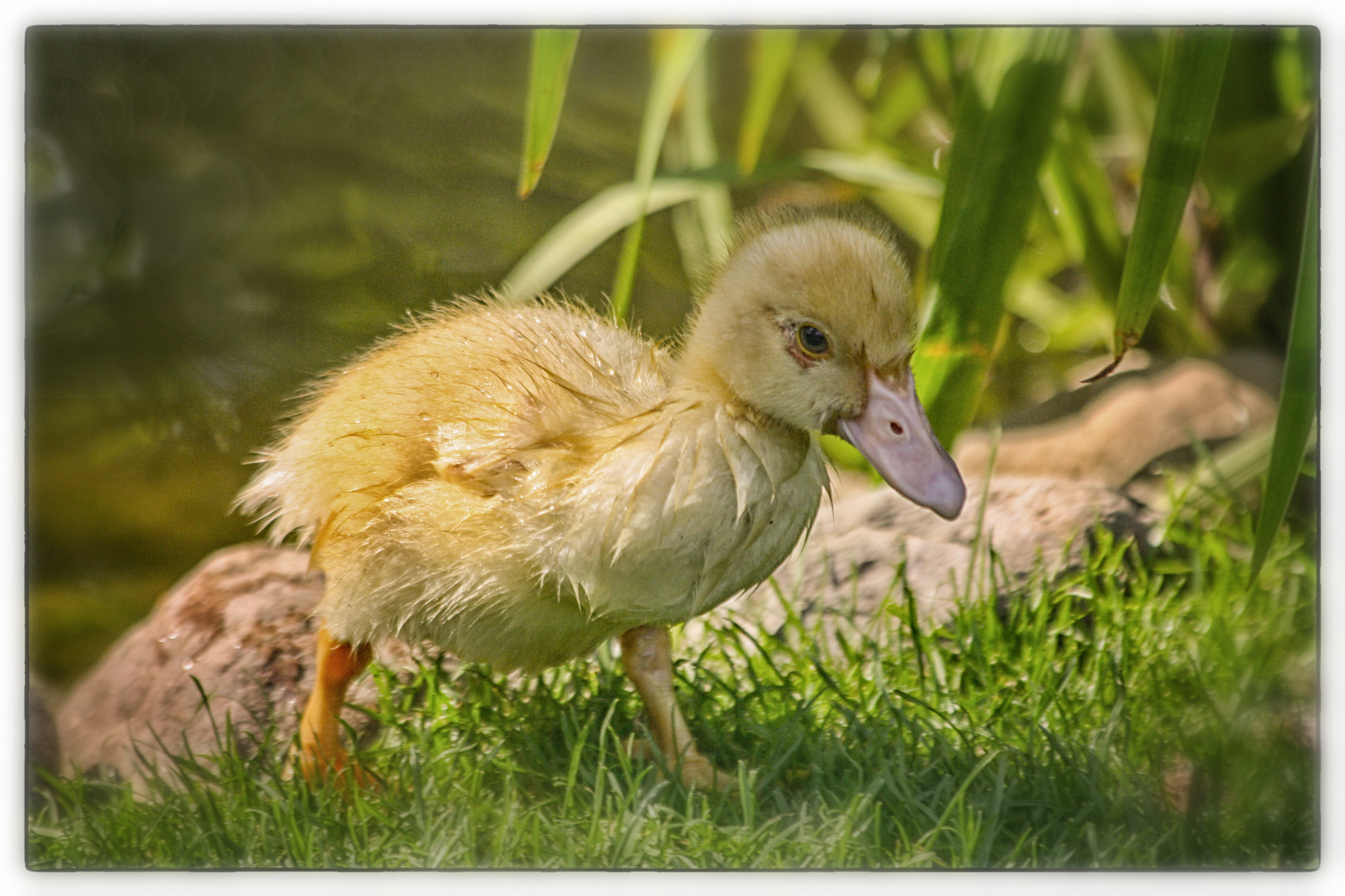 Canon EF 70-300mm F4-5.6 IS USM sample photo. Happy easter photography