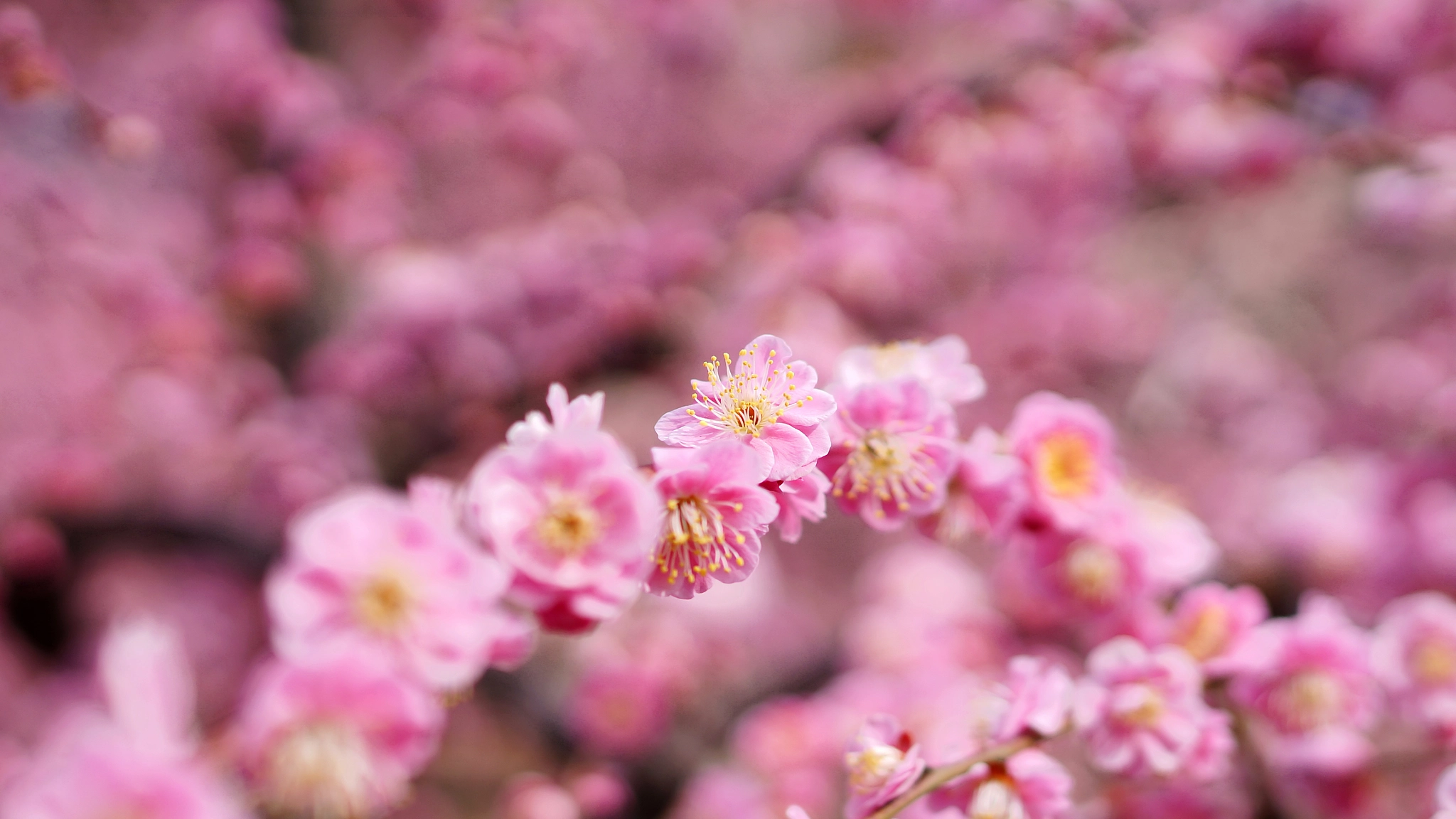 Sony Alpha NEX-6 + Sony Distagon T* FE 35mm F1.4 ZA sample photo. Plum flower photography