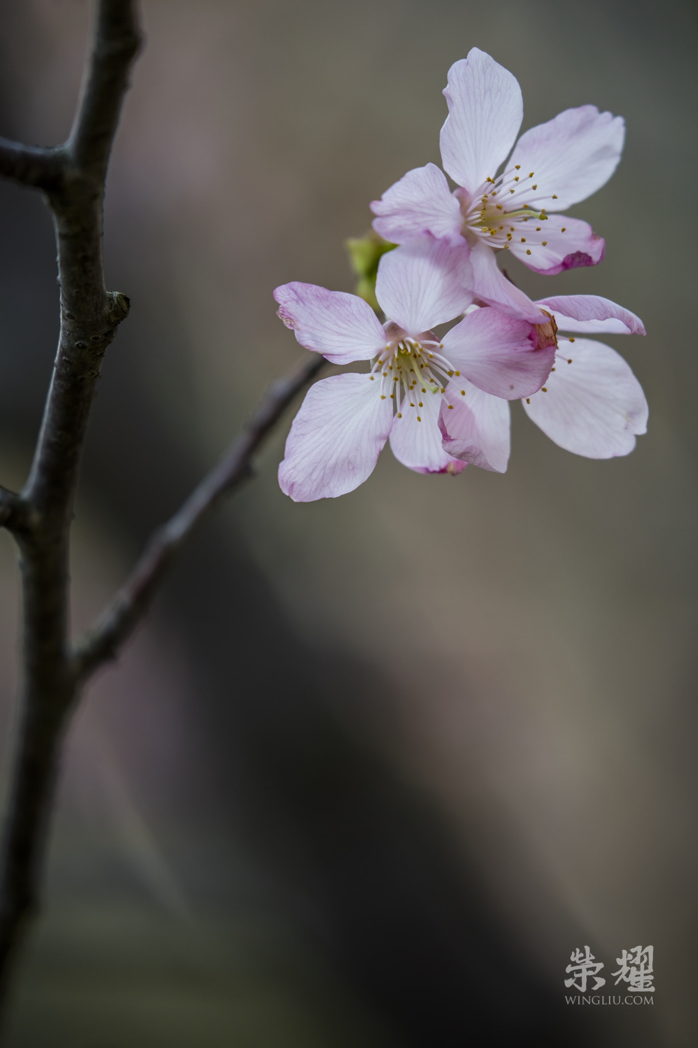 Canon EF 100-400mm F4.5-5.6L IS II USM sample photo. Sakura 1, 2016 photography
