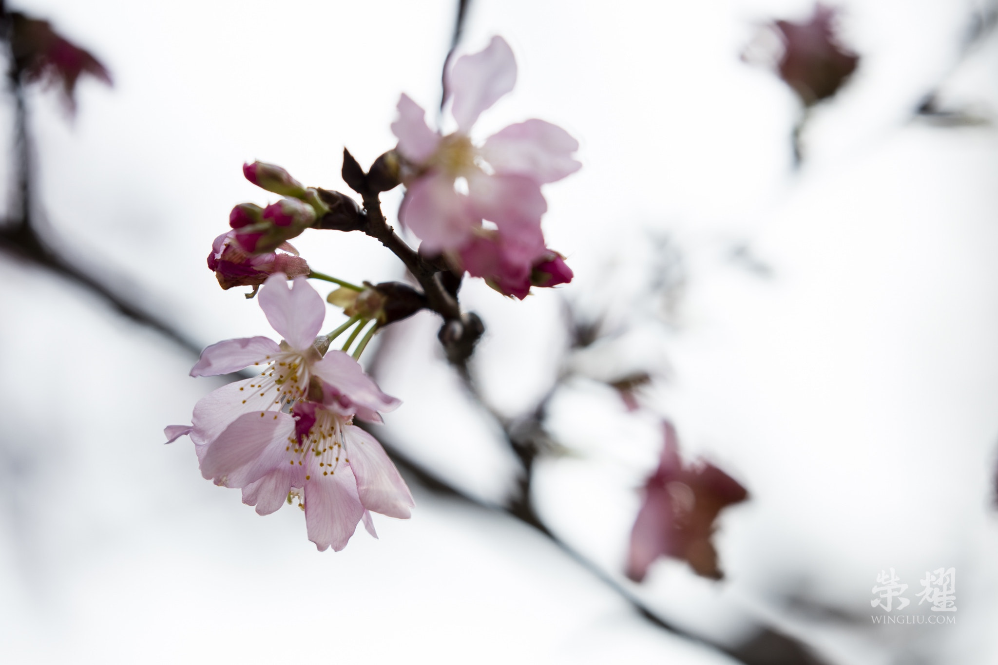 Canon EF 100-400mm F4.5-5.6L IS II USM sample photo. Sakura 2, 2016 photography