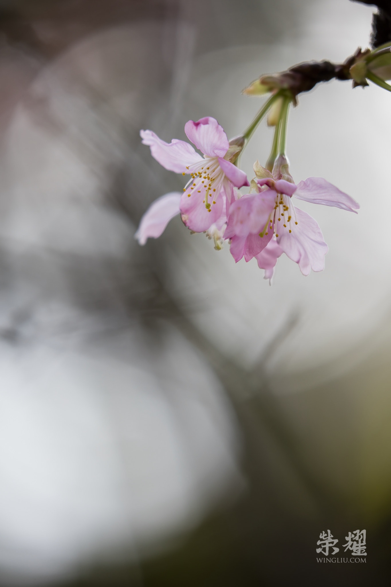Canon EF 100-400mm F4.5-5.6L IS II USM sample photo. Sakura 3, 2016 photography
