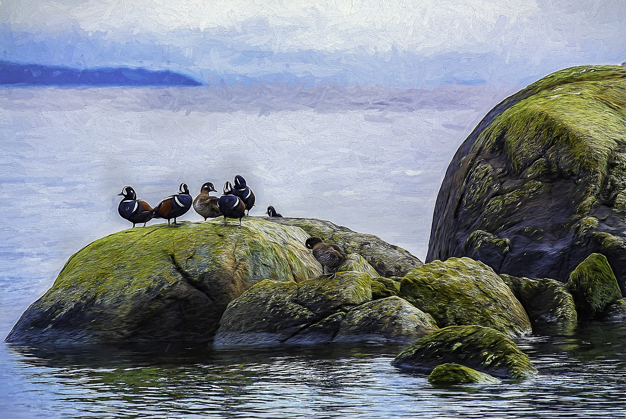 Nikon 1 Nikkor VR 30-110mm F3.8-5.6 sample photo. Harlequin ducks sunbathing photography