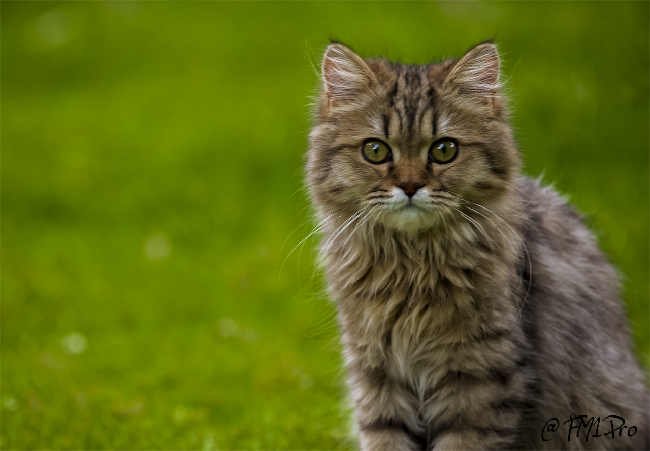 Nikon D600 sample photo. Beauty cat photography