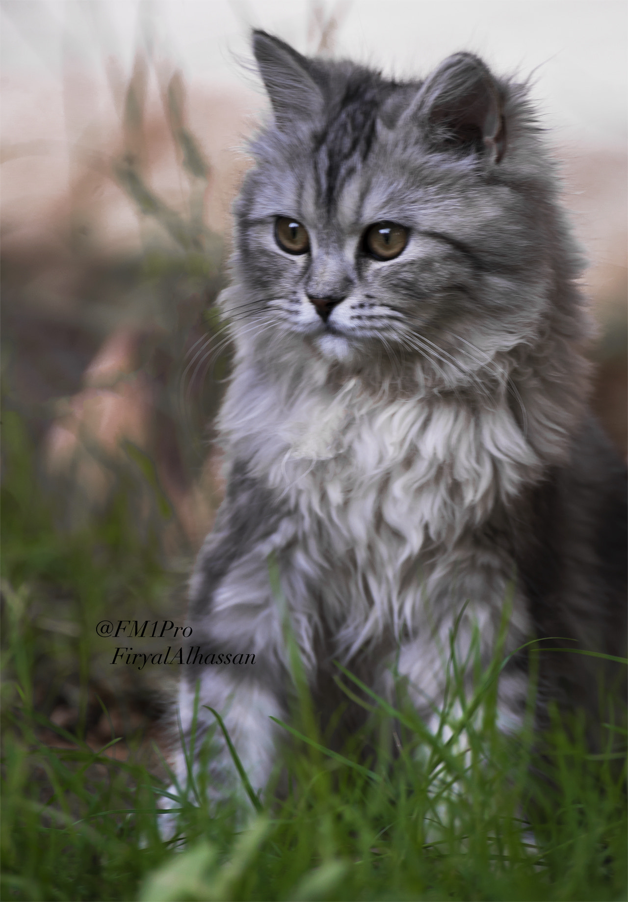 Nikon D600 sample photo. Gray look photography