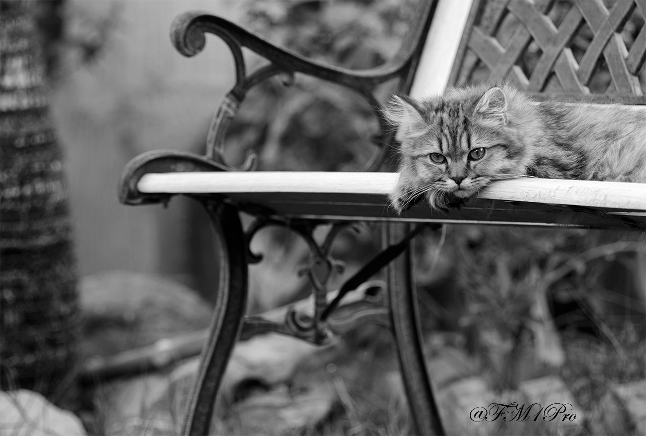 Nikon D600 sample photo. Mono cat photography