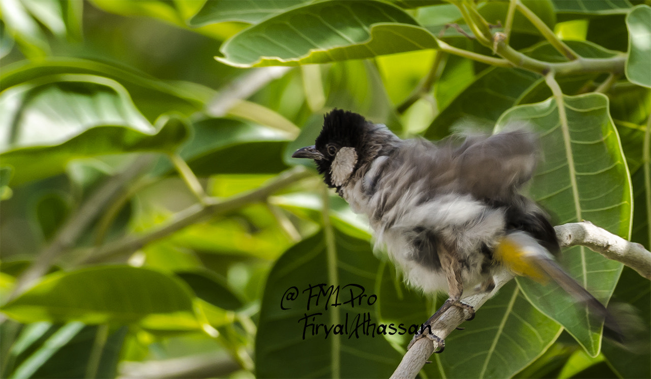 Nikon D600 sample photo. Shaking bird photography