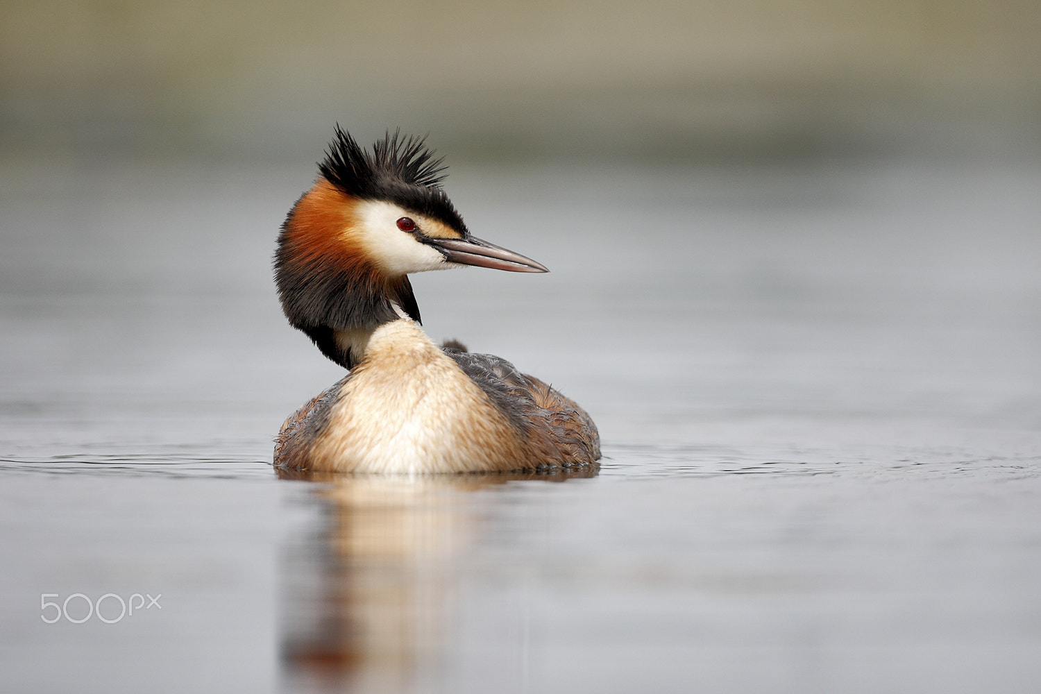 Canon EOS-1D Mark III + Canon EF 500mm F4L IS USM sample photo. Great crested grebe photography