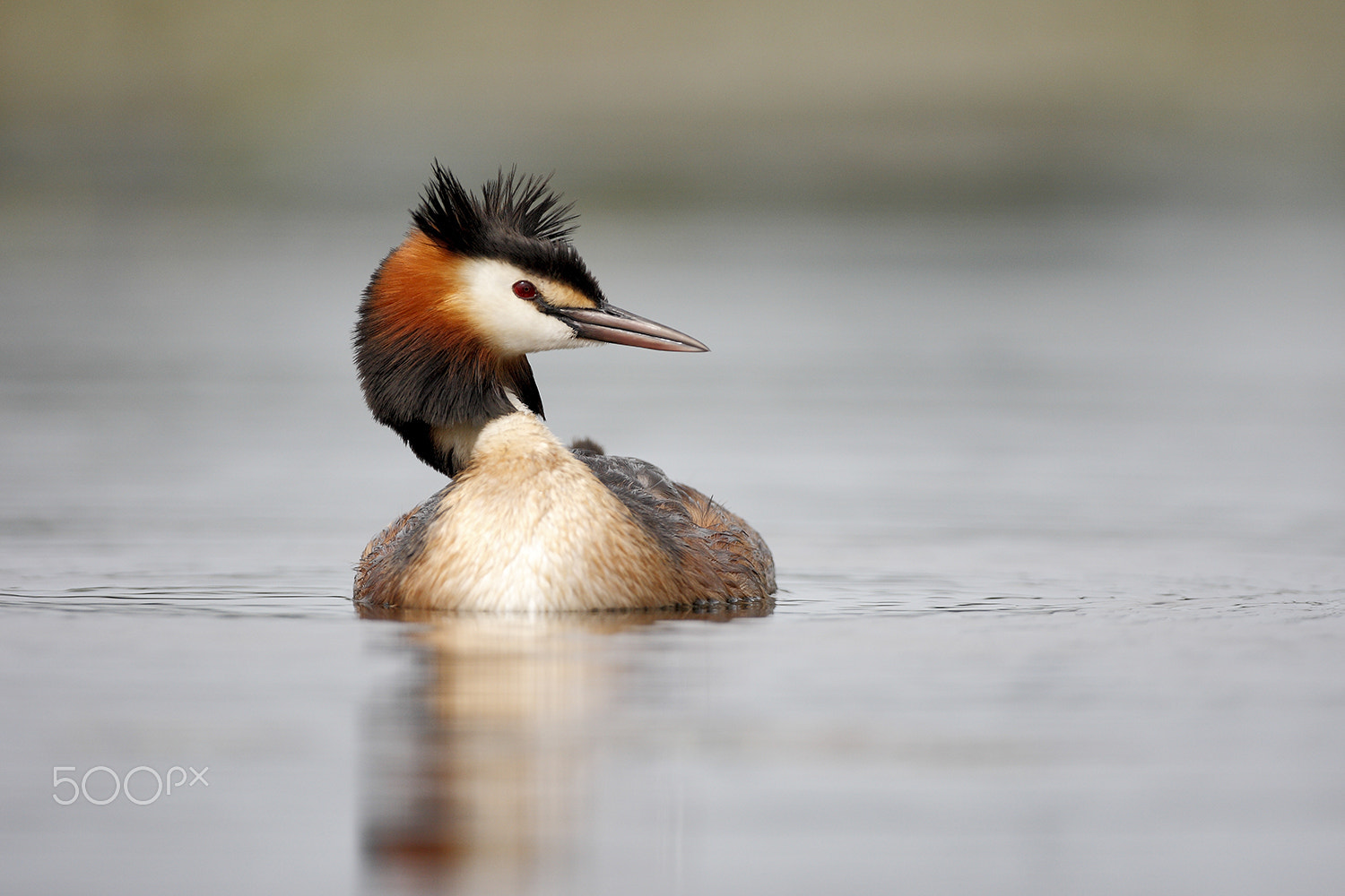 Canon EF 500mm F4L IS USM sample photo. Great crested grebe photography