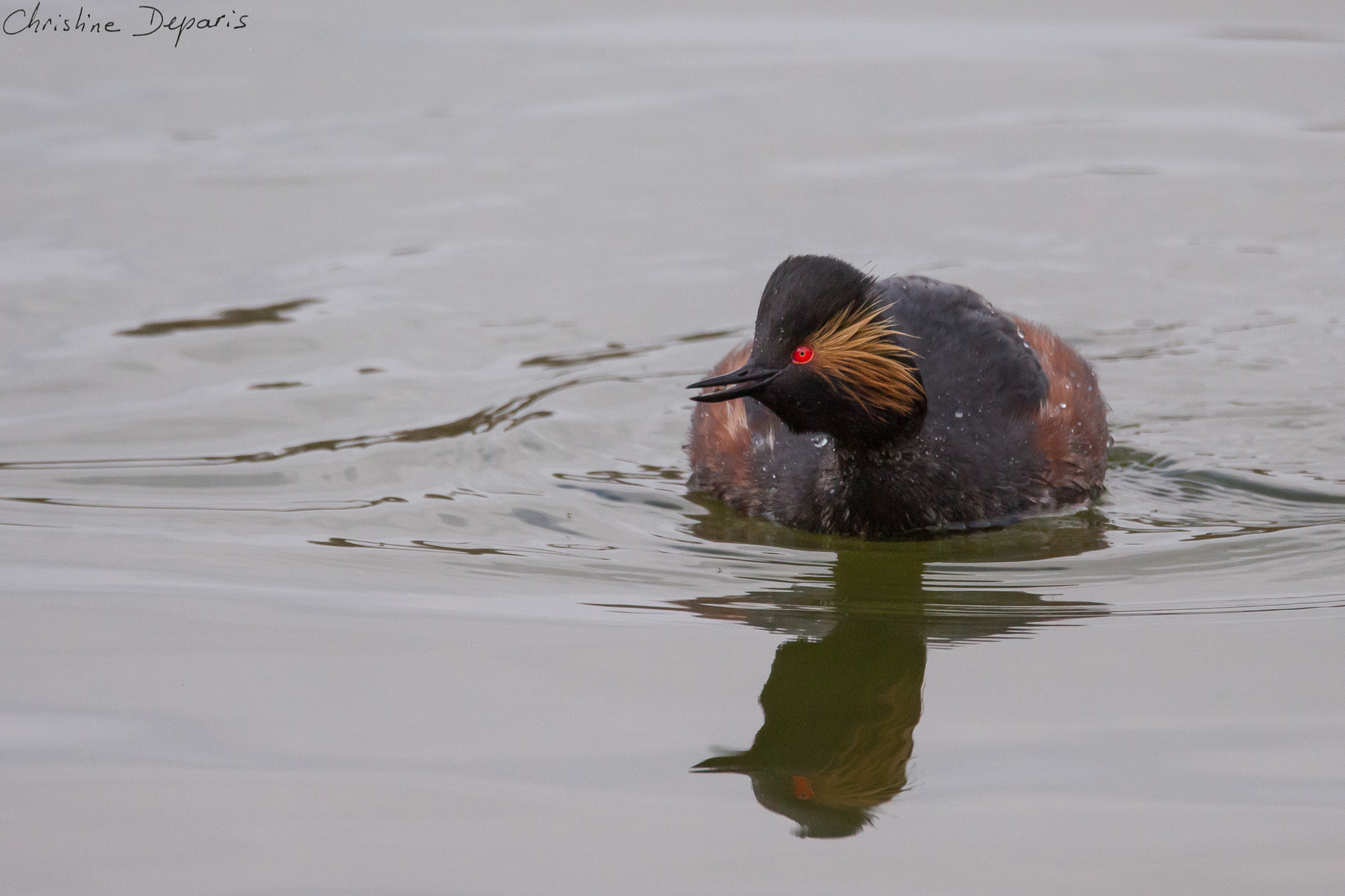 Sigma 150-600mm F5-6.3 DG OS HSM | C sample photo. Black-necked grebe photography